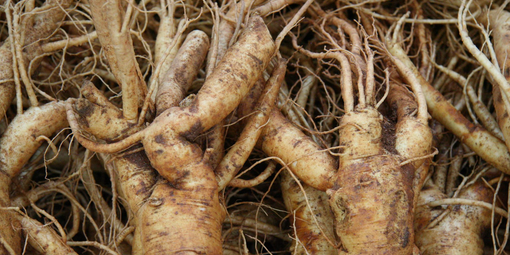 Ginseng for Personal Resilience and Allyship