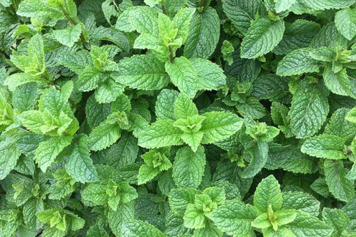 This is a color photograph of a living spearmint plant. Spearmint in Clear Mind herbal cigarettes makes it a lovely alternative to menthol cigarettes. Shop Brown Bear Herbs