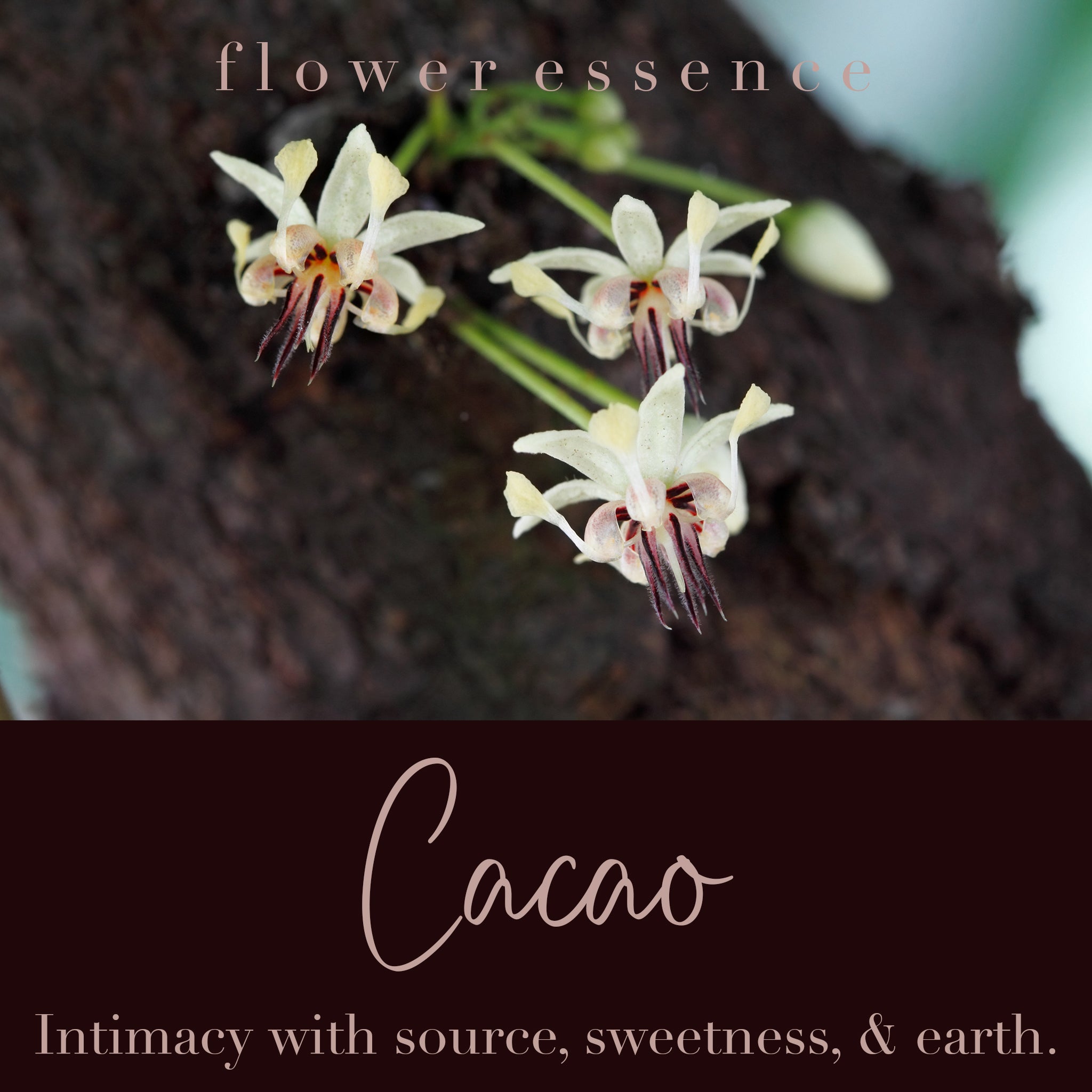 chocolate lily flower essence Cacao Flower Essence – Brown Bear Herbs