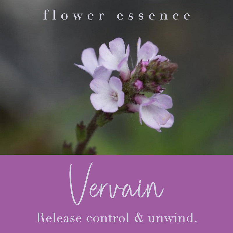 Vervain Flower Essence