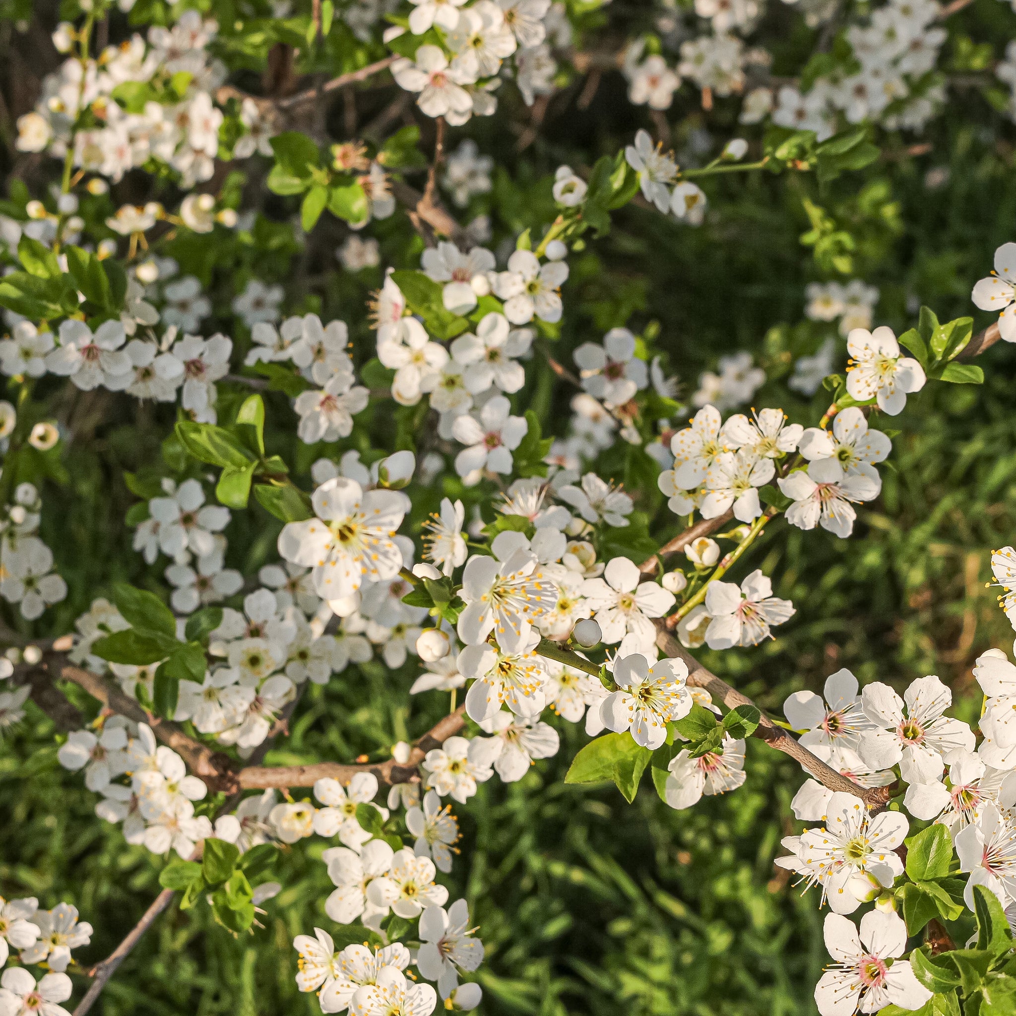 Cherry Plum Flower Essence
