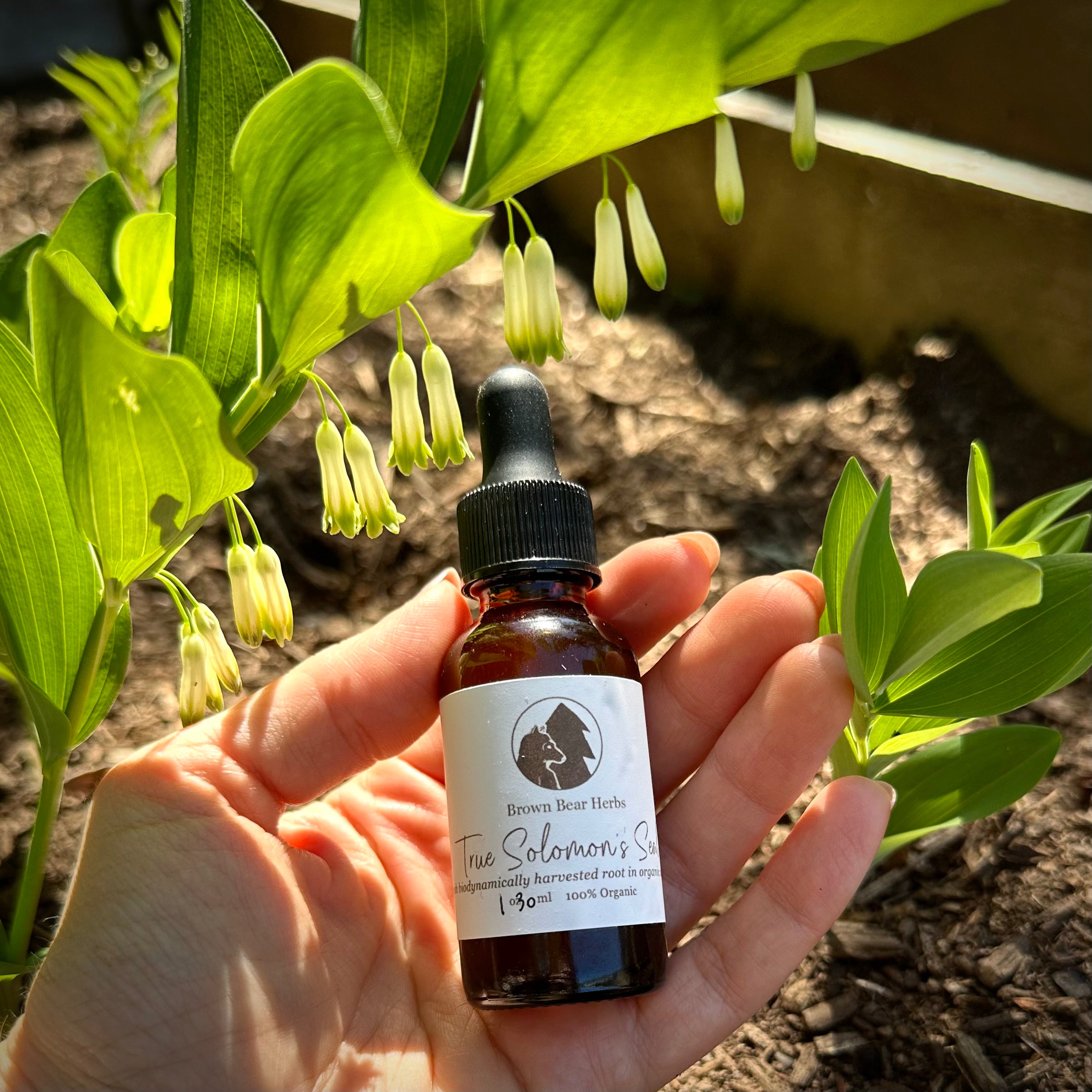 True Solomon's Seal-Ligament Support Herbal Tincture