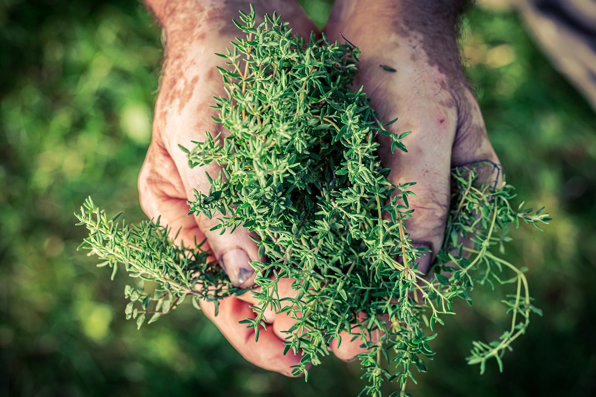 Thyme Essential Oil