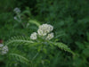 Yarrow leaf and flower, live plant, photograph by Alexa, wikicommons