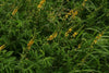 Agrimony in flower, in a field, by Chris/wikicommons