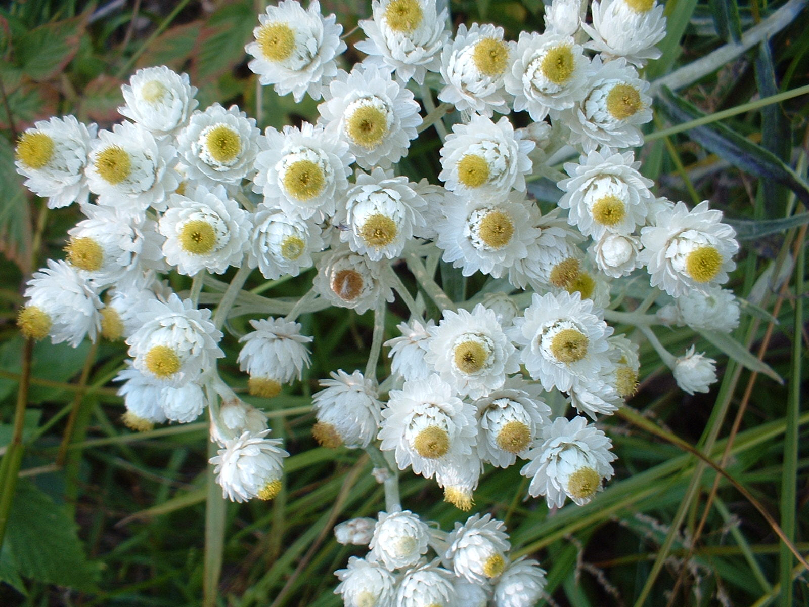 PMC: Pearly Everlasting