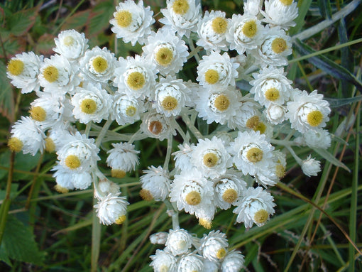 Pearly Everlasting Anaphalis margaritacea Photo of flowering top by Jan Luca