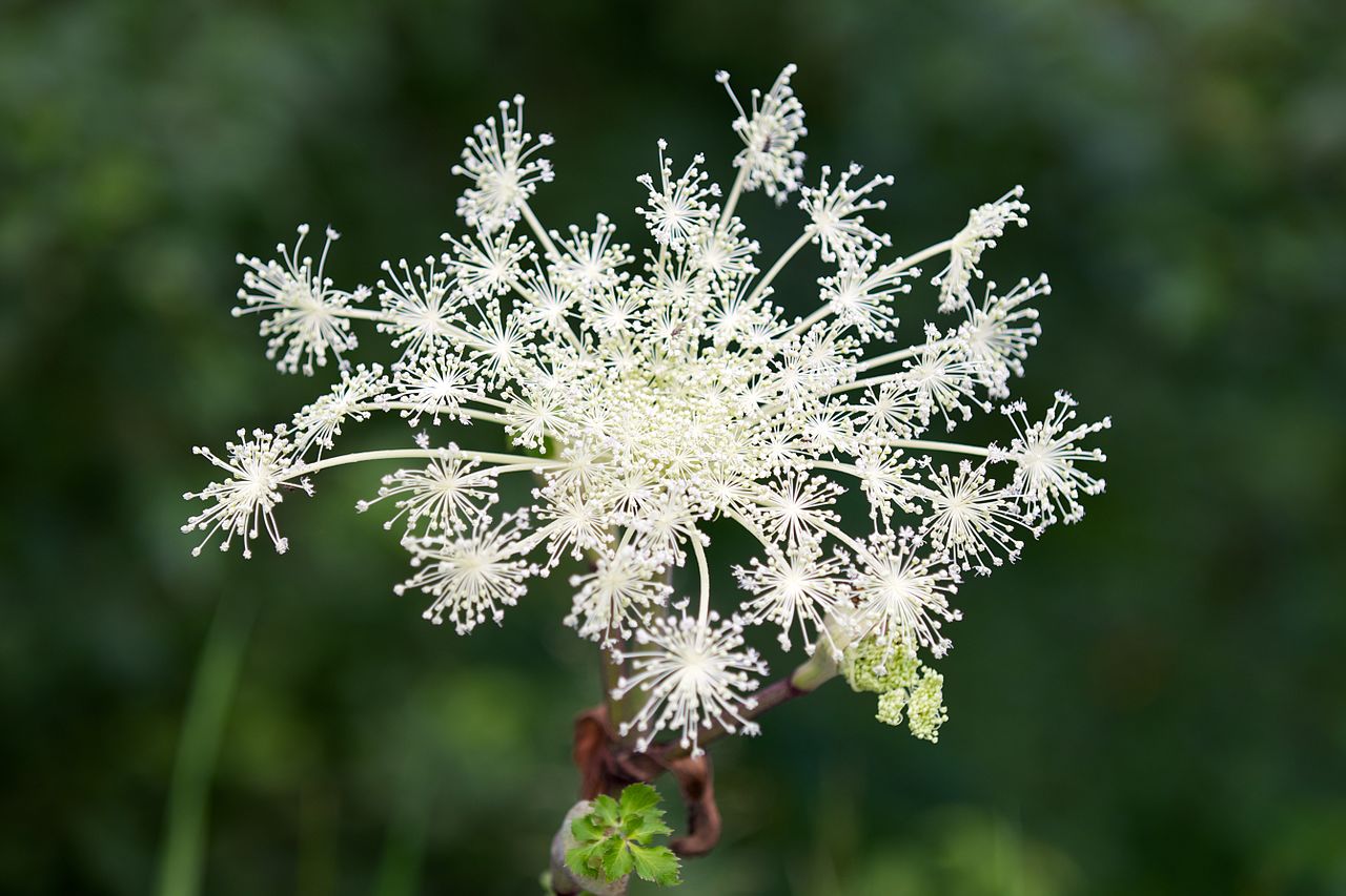 PMC: 獨活, Dú Huó, Angelica Pubescens Radix, Reveal Date: 5/30