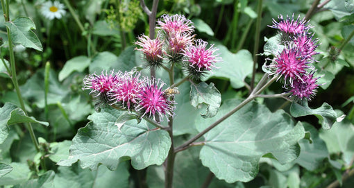 burdock, arctium lappa, in flower. Photo by Lazaregagnidze, wikicommons