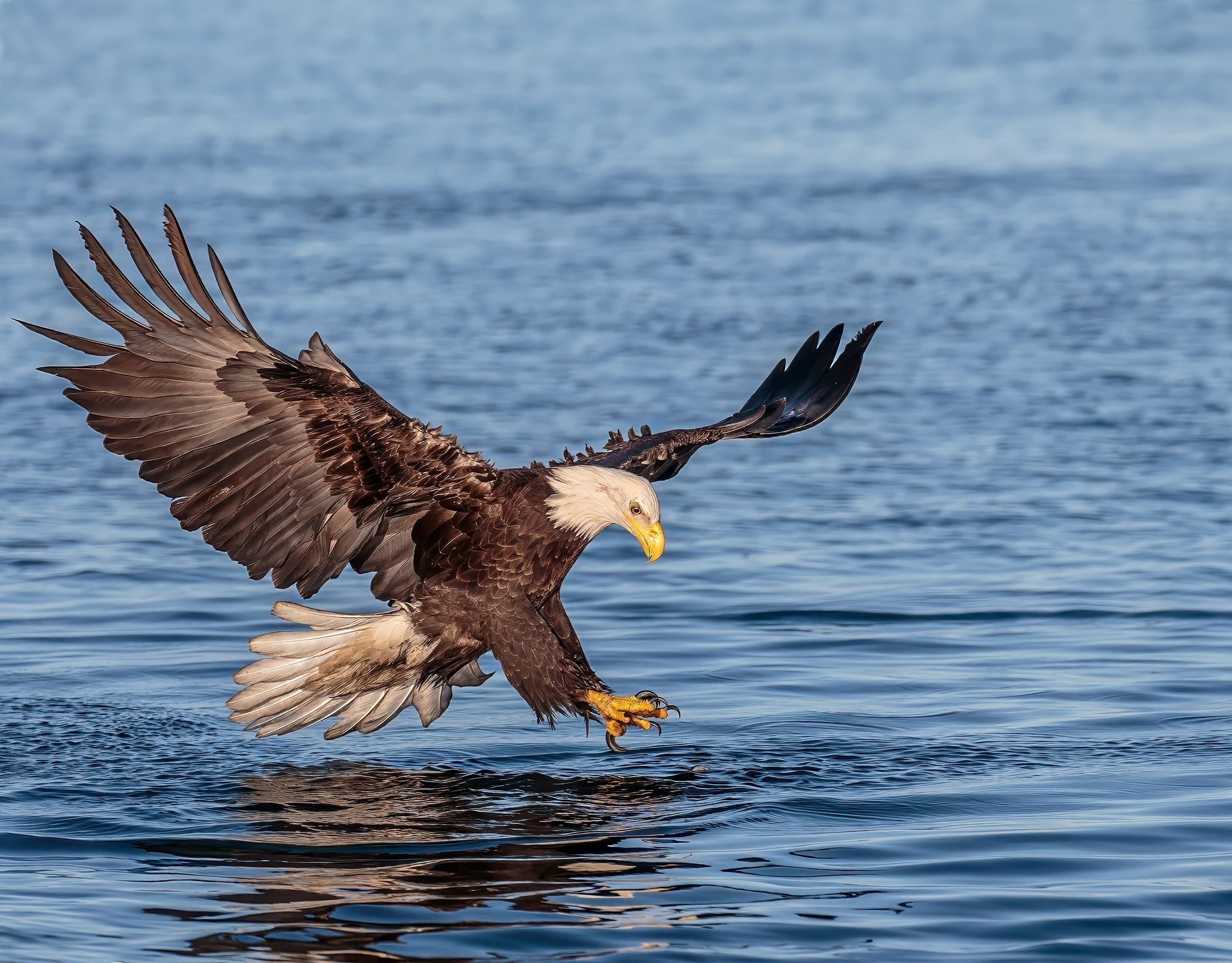 Eagle, Animal Meditation Club, 2/16/26