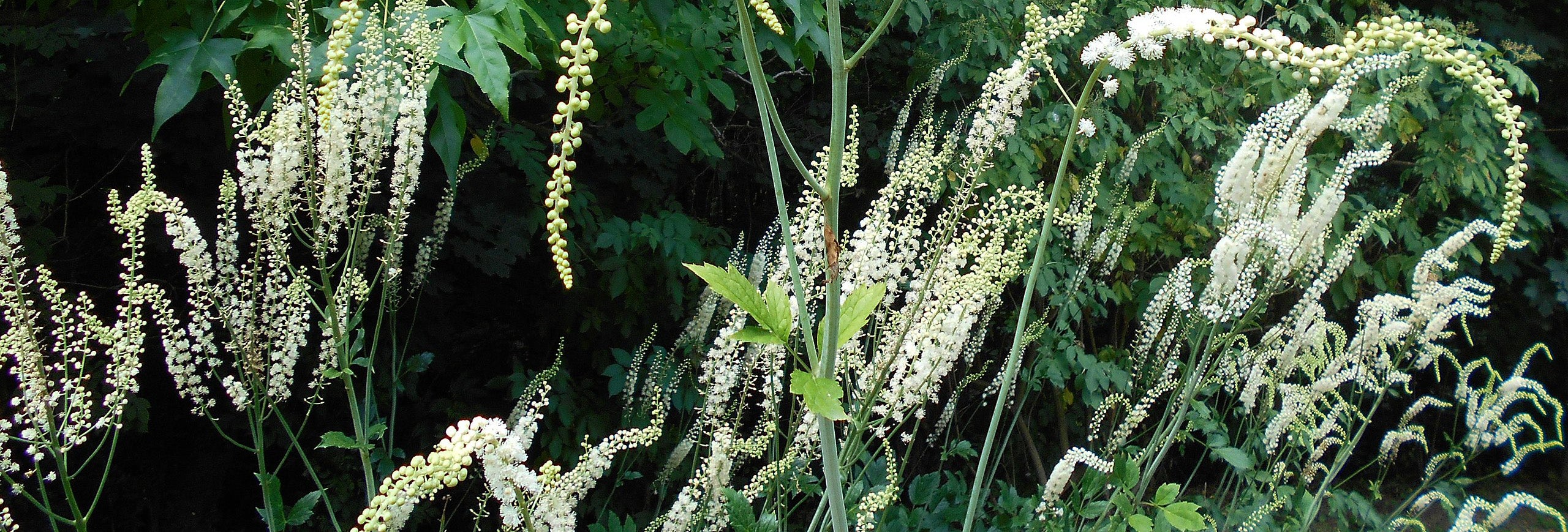 PMC: Black Cohosh, Reveal Date: 6/20