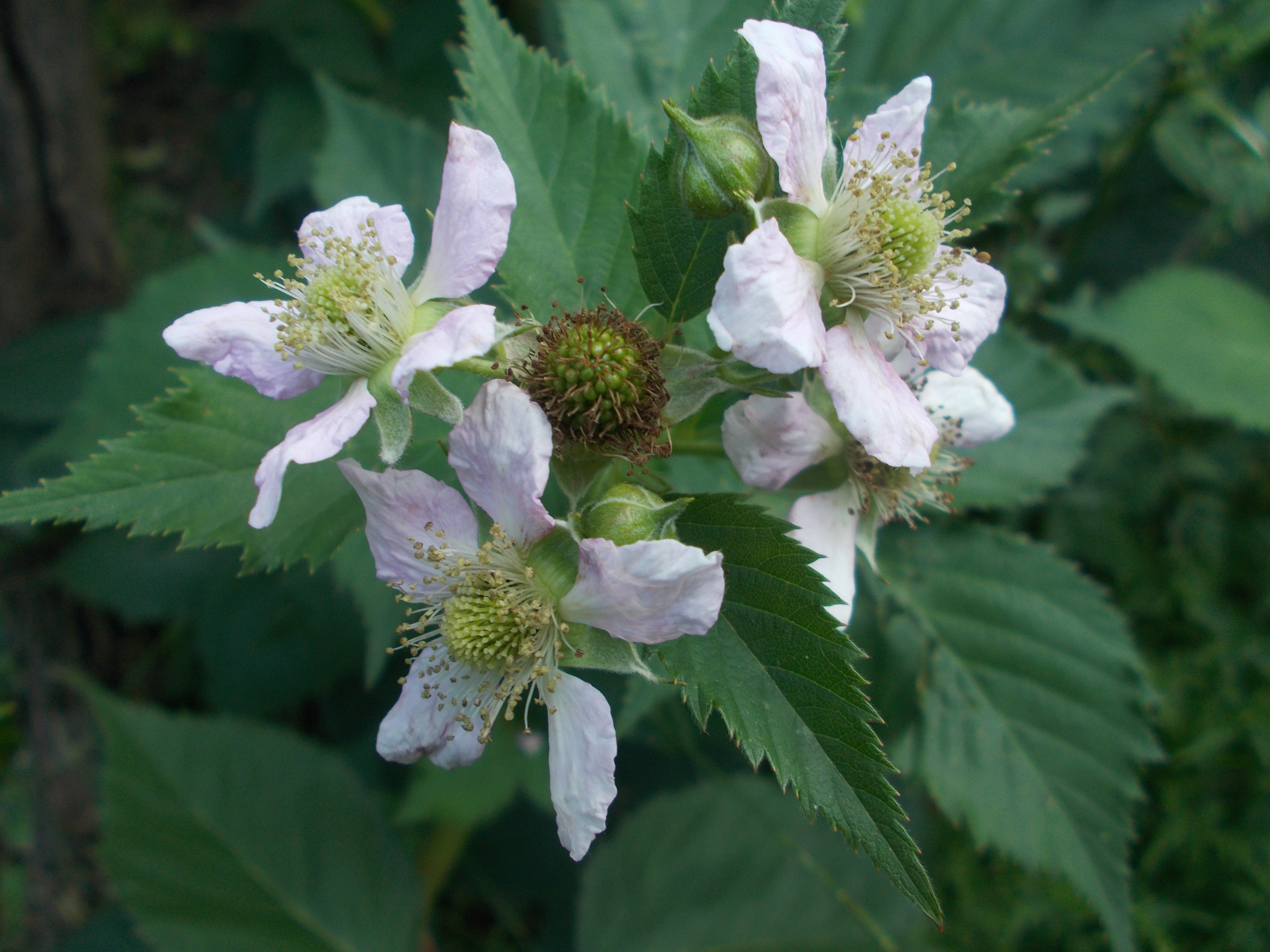 Blackberry Leaf Plant Meditation: Reveal Date 1/23
