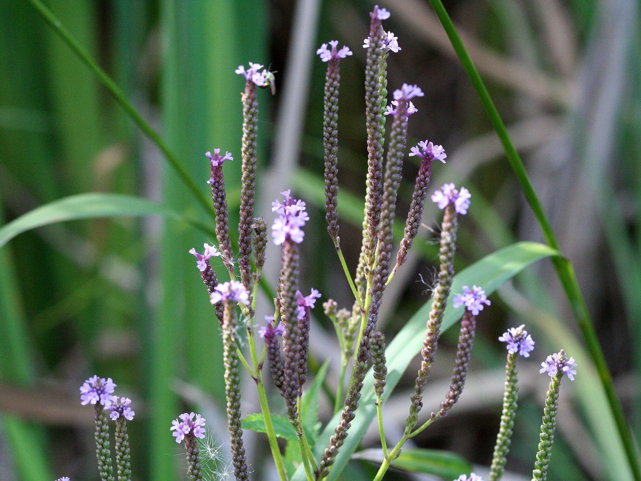 PMC: Blue Vervain