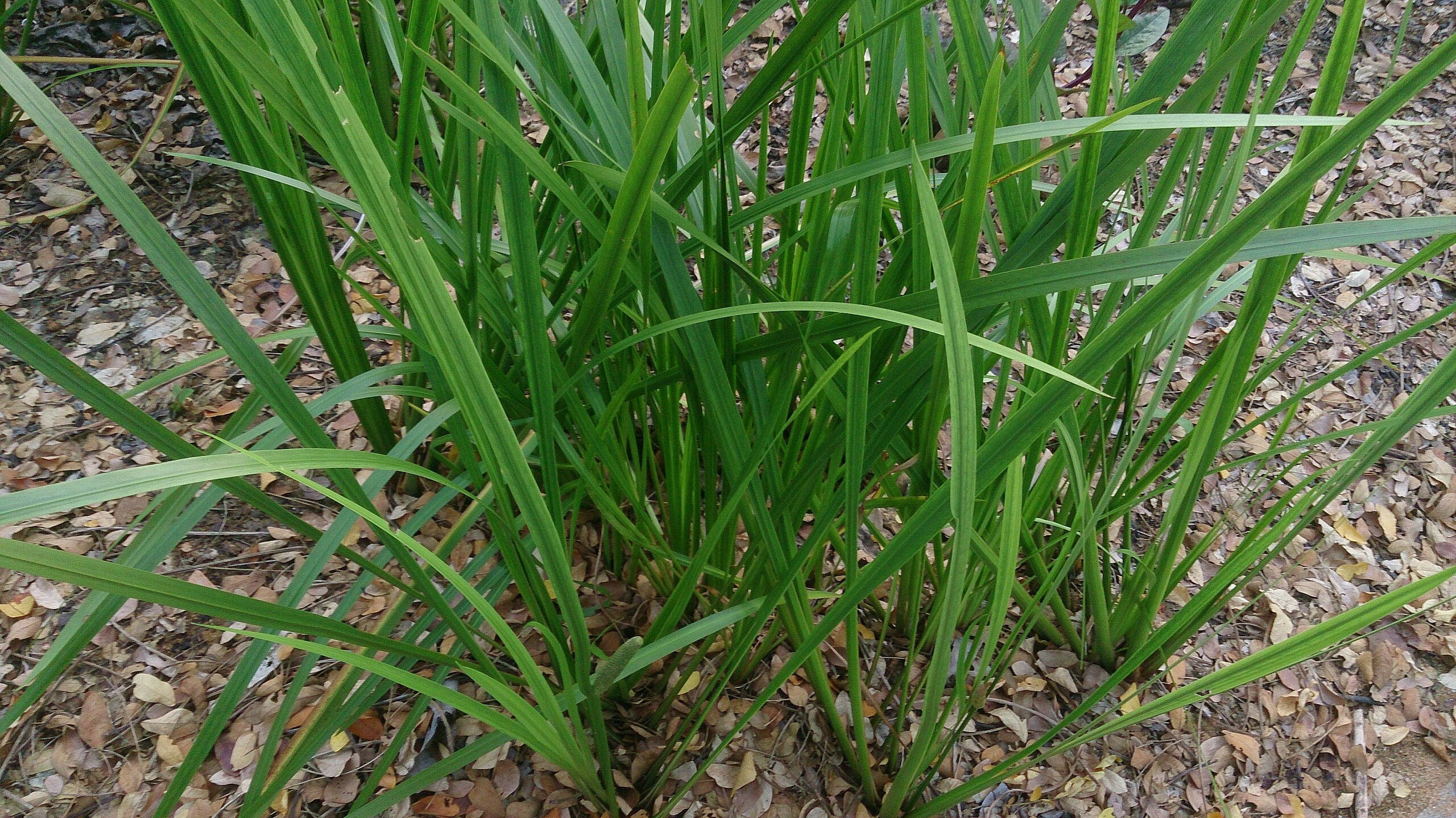 PMC: Shǐ Chāngpú, 石菖蒲, Acorus gramineus, Reveal Date: 6/13