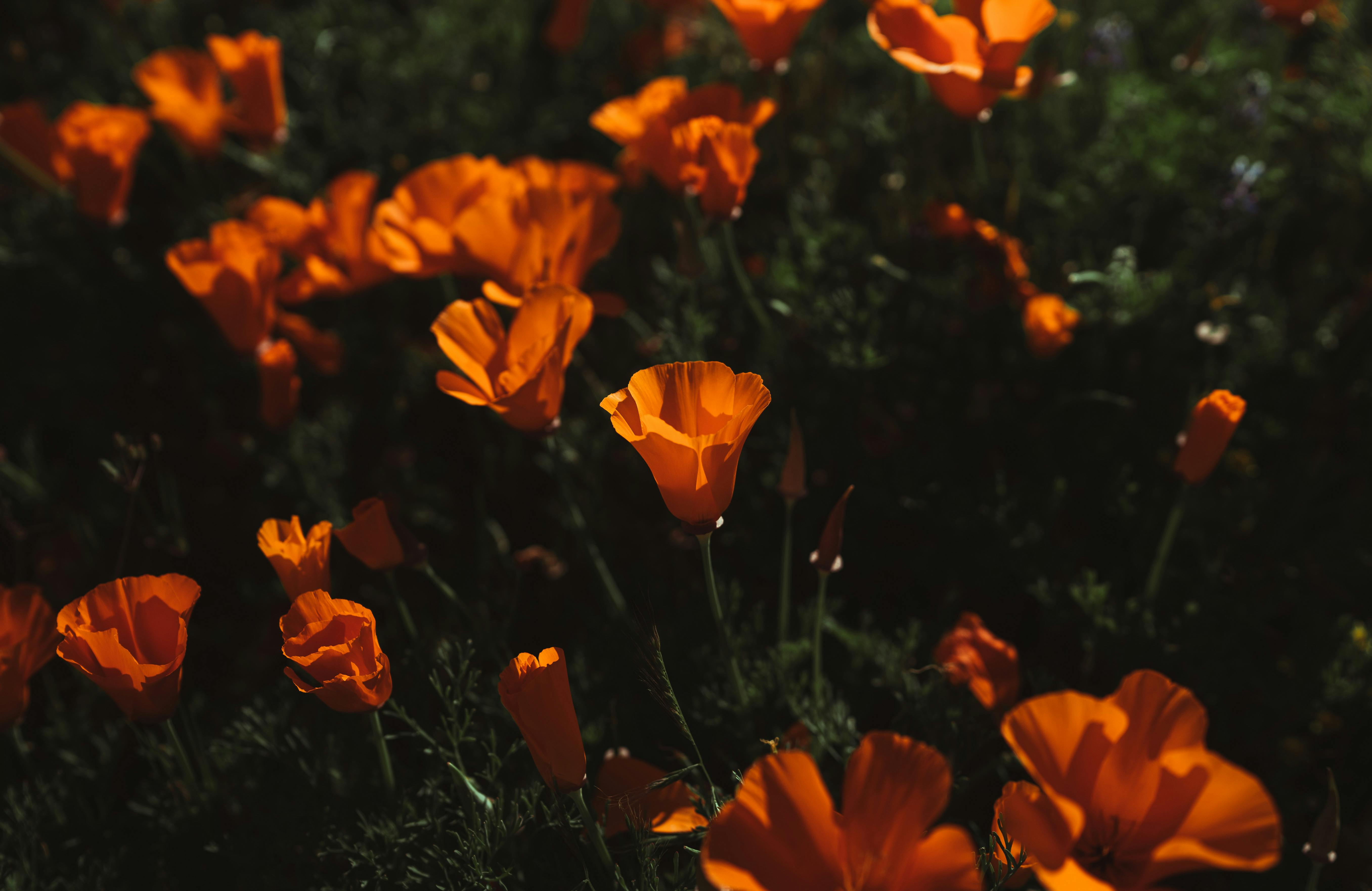 California Poppy, Plant Meditation Club, 1/12/26