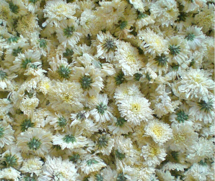 Chrysanthemum, Reveal date: 2/2/24