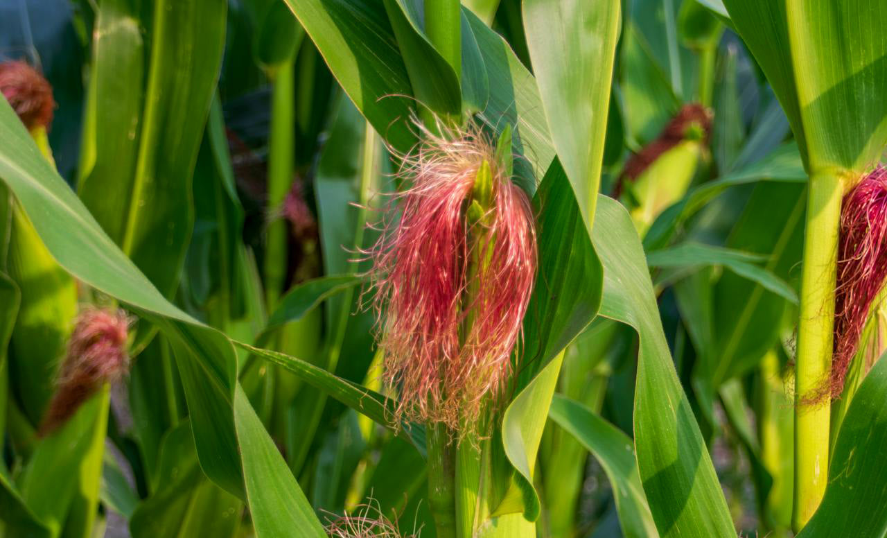 Corn Silk, Plant Meditation Club, 2/9/26