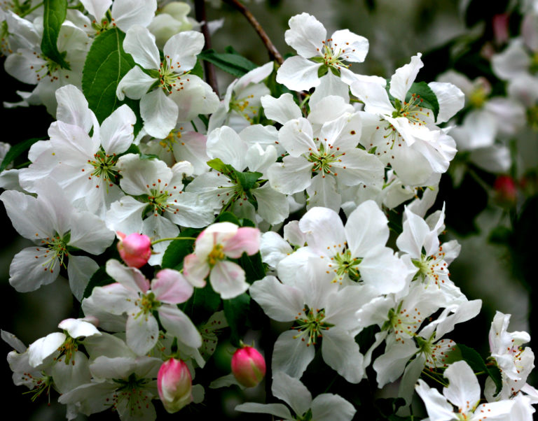 Crab Apple Flower Essence, Reveal Date 3/8/24