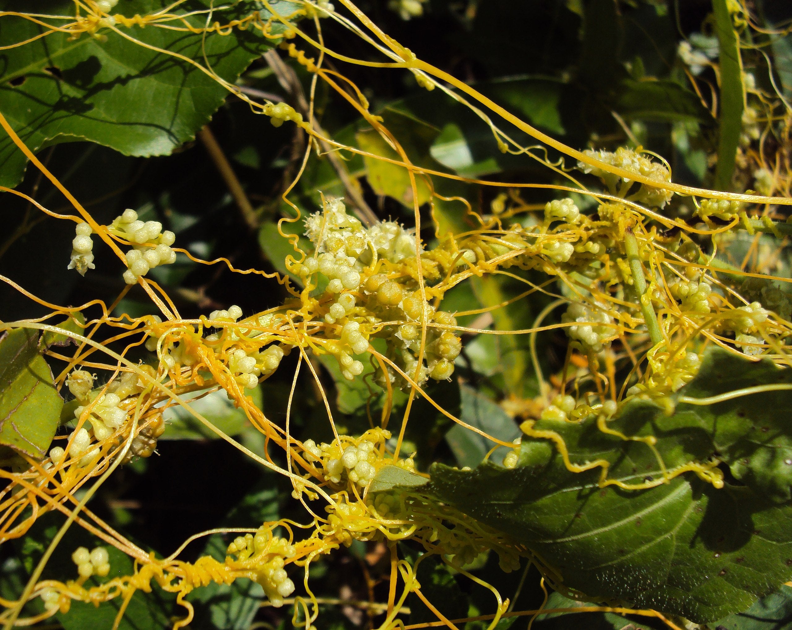 PMC: Dodder Seed, 菟丝子, Tùsīzǐ, Reveal Date 5/1/24