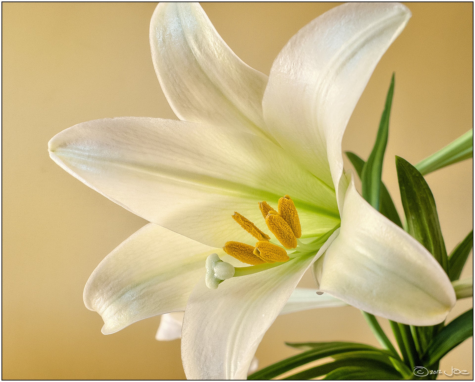 Video: Easter Lily for Sexuality, Resurrection, Lung Health, & PCOS