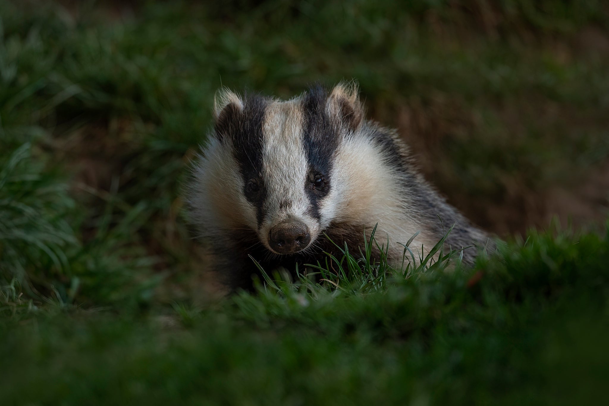 Badger, Animal Meditation Club, 3/16/26