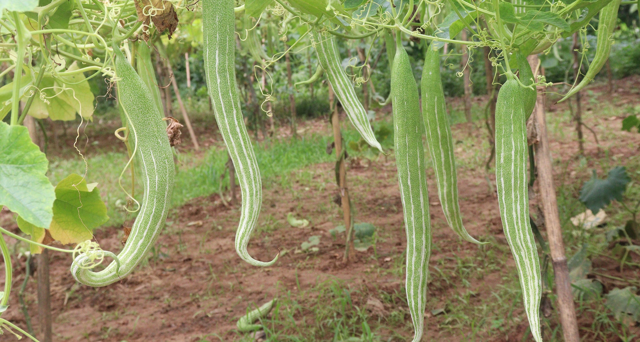 PMC: Guā Lǒu Shī, Snake Gourd, Reveal Date 10/17/24