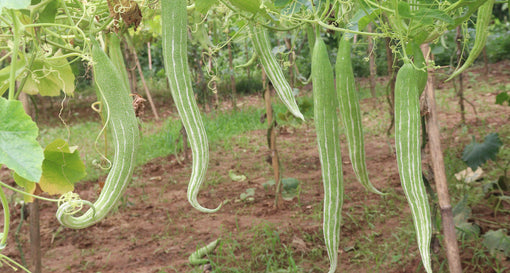 Image of hanging snake gourd, Gua Lou Shi, on the vine. 