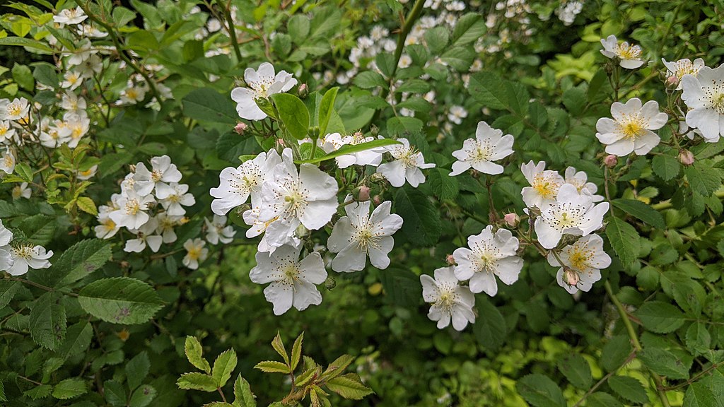 Plant Meditation: Hawthorn, Traditional Western Herbalism