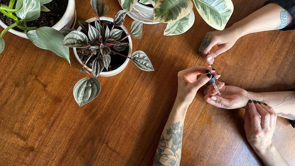 Article, Without Borders: Herbalism Client Introductory Assessment.