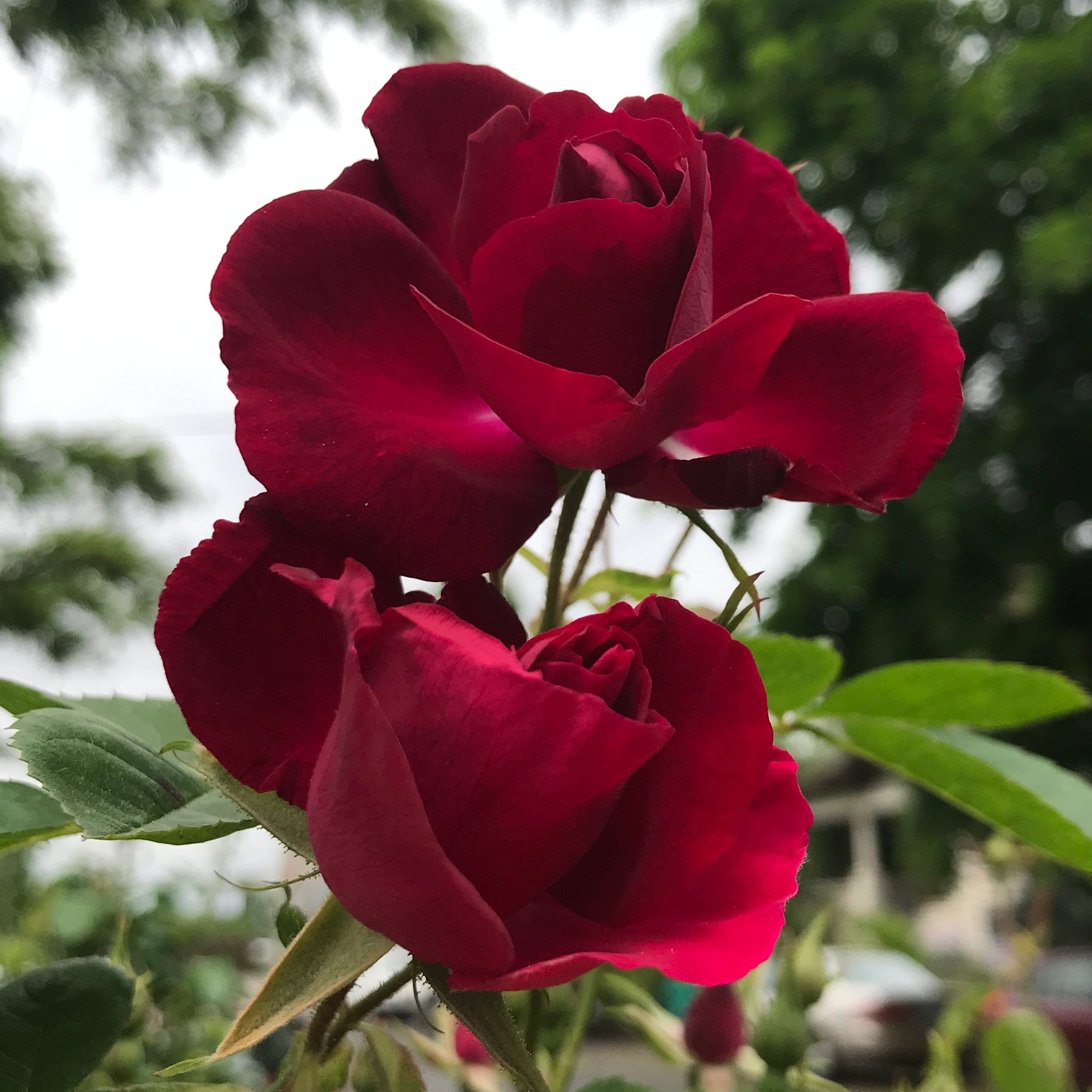Newsletter: Smoking Flowers and the Solar Eclipse in Aries