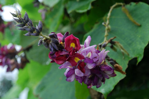 Pueraria lobata, color photograph of the flower, from Kew