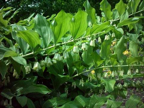 true solomon's seal, polygonatum spp, by Radomil