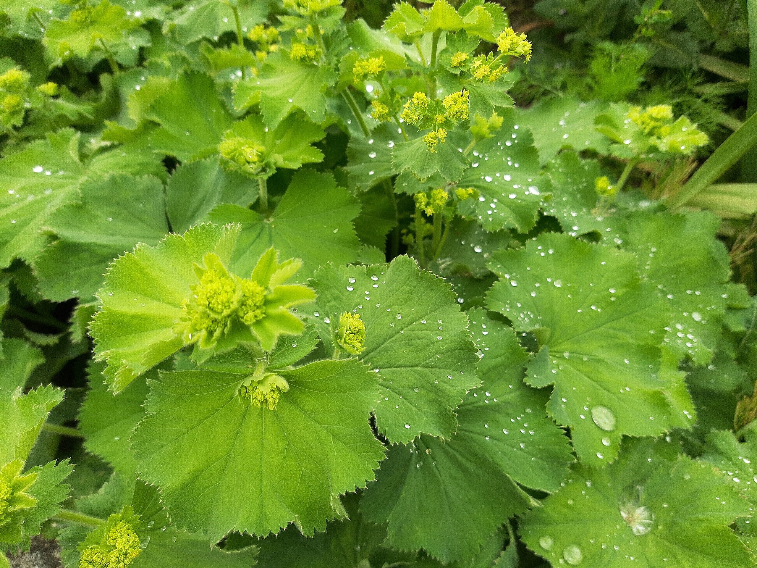 Video: Lady's Mantle--Materia Medica