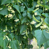 Linden, genus Tilia, growing in Portland, OR. 