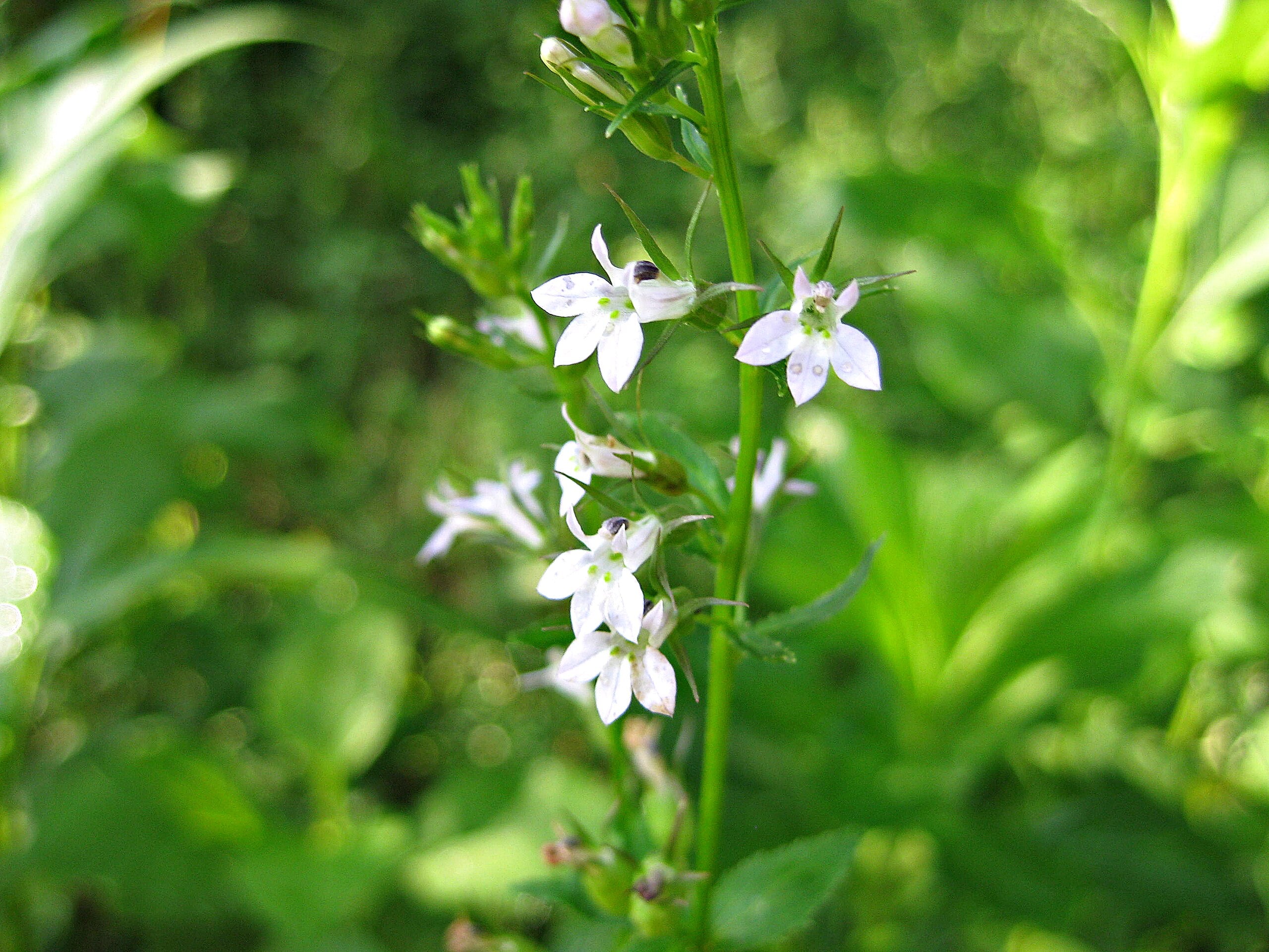 Video: Lobelia, Materia Medica
