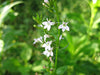 Lobelia inflata, in flower, photo by Cathie Bird