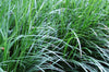 Color photograph of grassy looking (not in flower, not in fruit) Japanese Hyacinth, aka Mai Men Dong, aka Monkey Grass