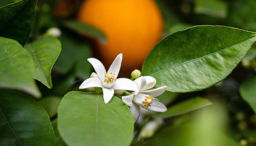 Color photo of a orange and orange blossom and leaves from an orange tree. 