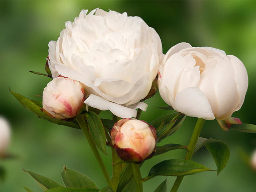 A color photo of a fresh cluster of peony lactiflora, Chinese Peony. By 