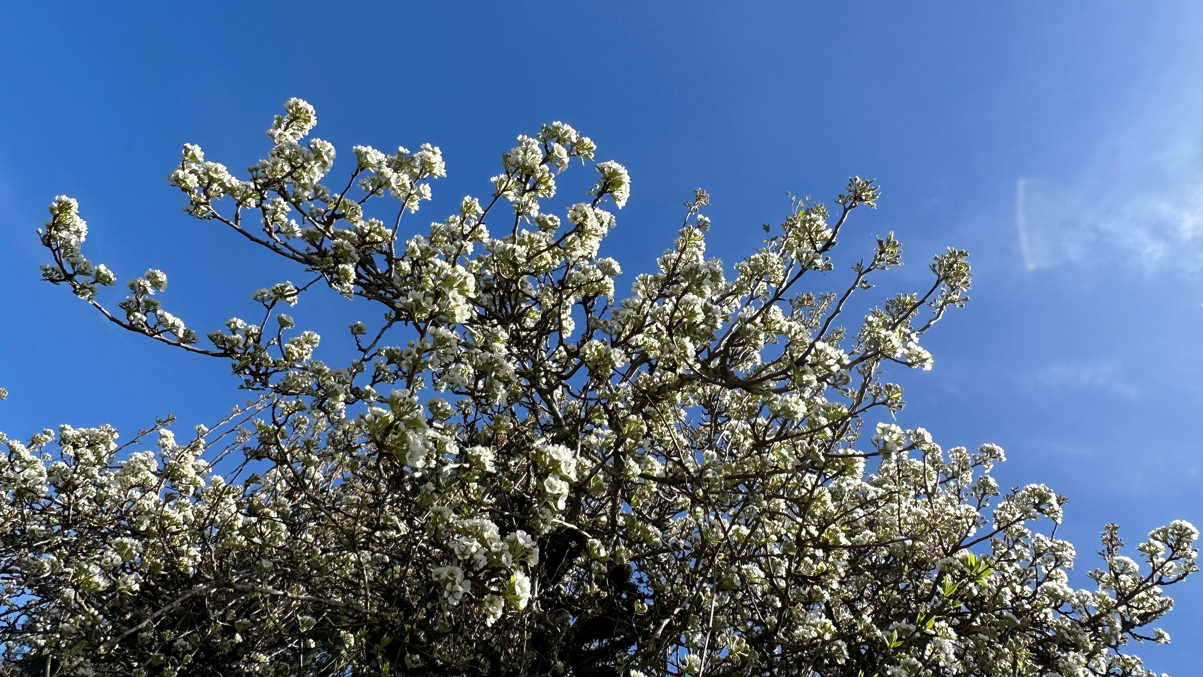 Pear Flower Essence, Reveal Date: 4/8/24