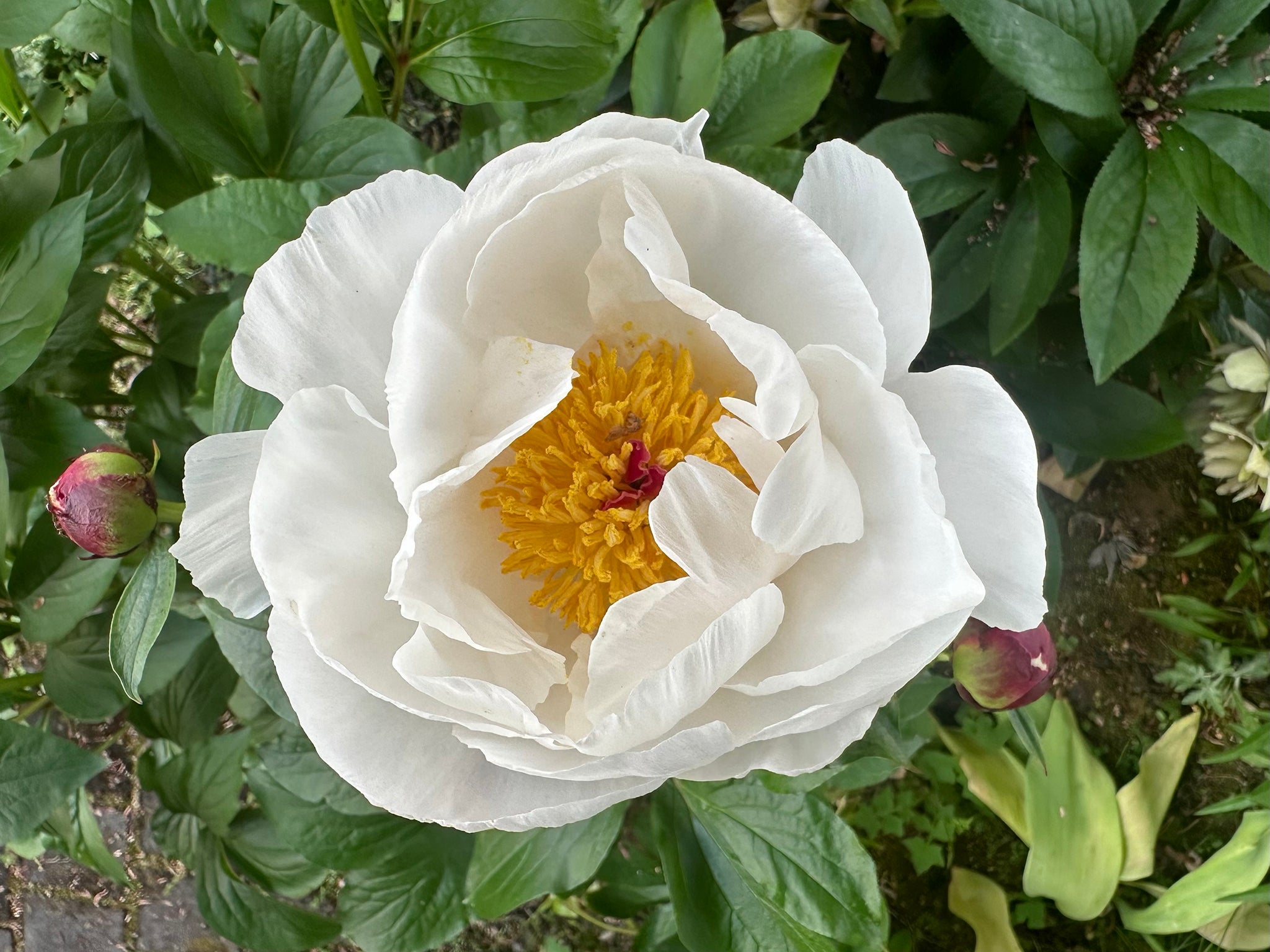 Chǎo Peony Root, Plant Meditation Club, 5/11/26 -- Bái Sháo Chǎo & Chì Sháo Chǎo