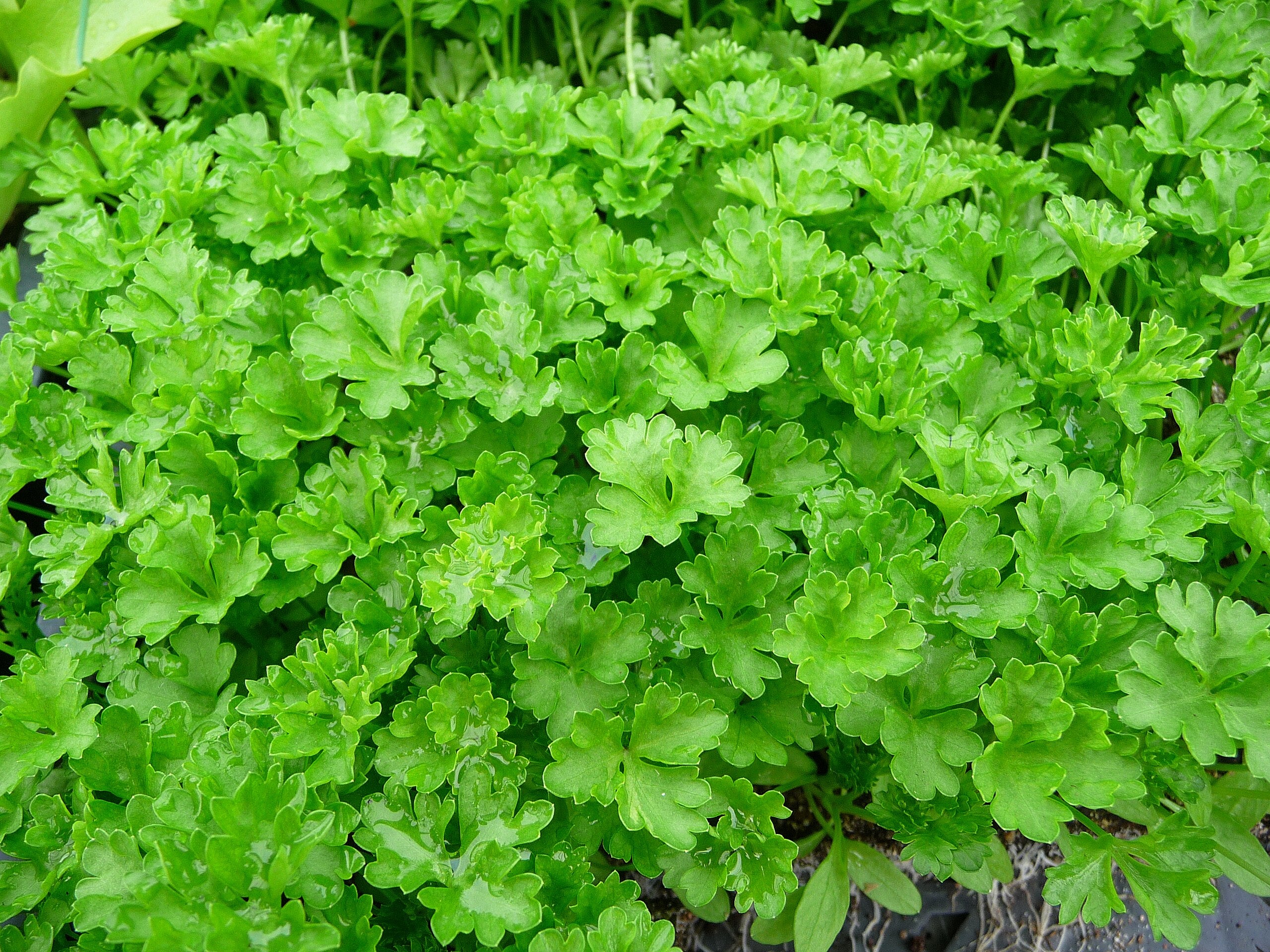 PMC: Parsley, Reveal Date: 8/15