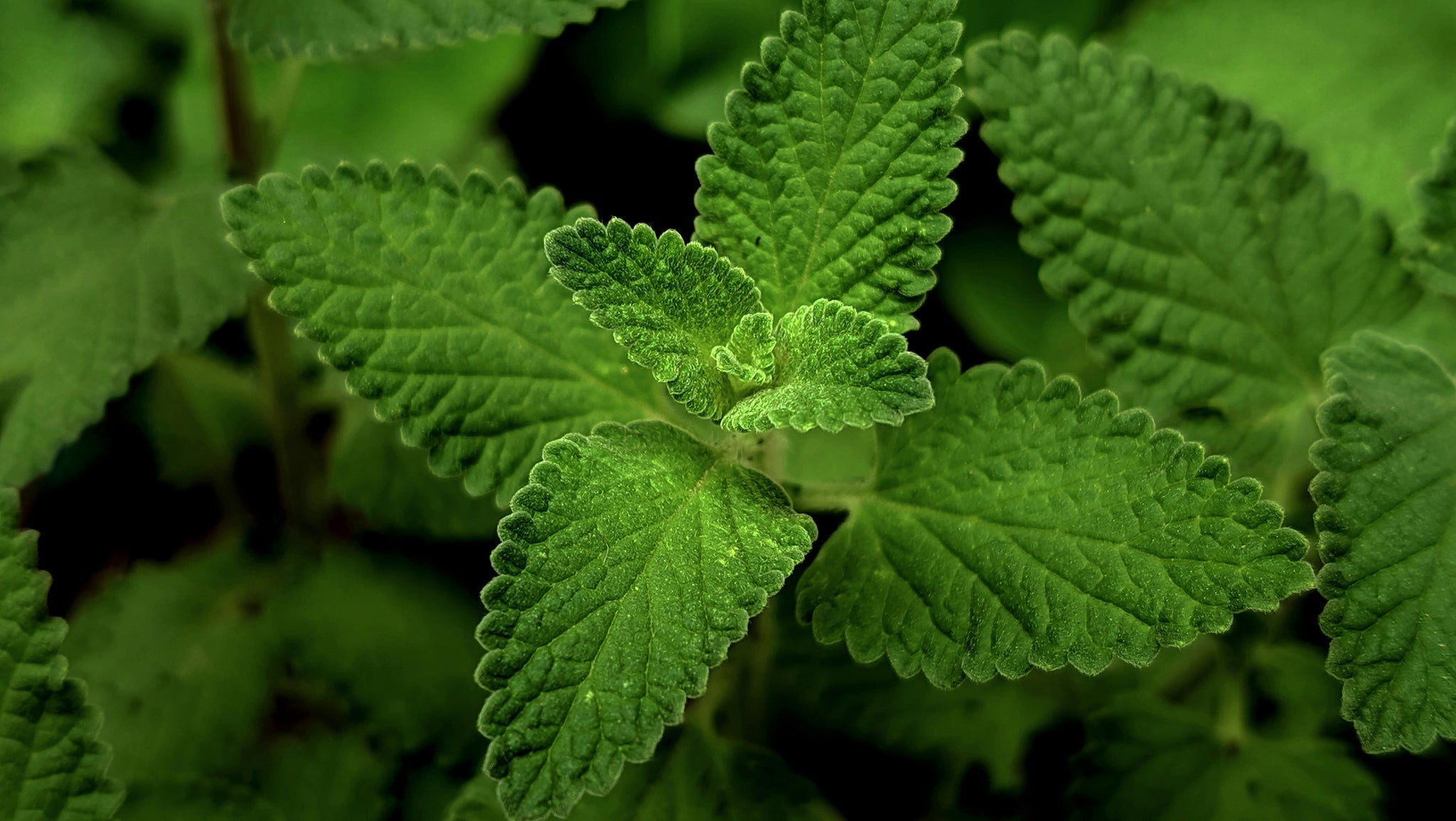 Catnip, Plant Meditation Club, 3/23/26