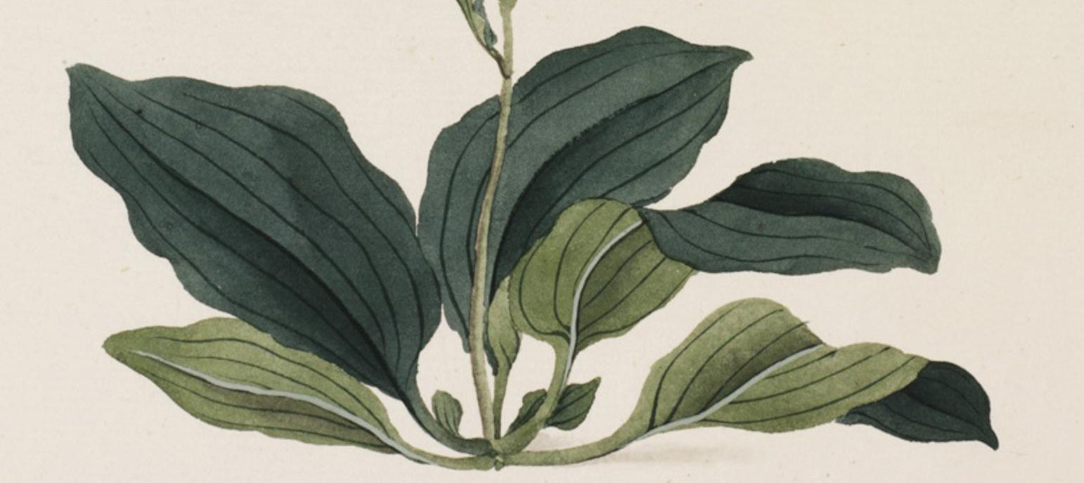 PMC: 車前子 ,Chē qián zĭ, Plantain Seed, Reveal Date 5/16