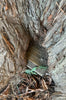 PMC: Coast Redwood 