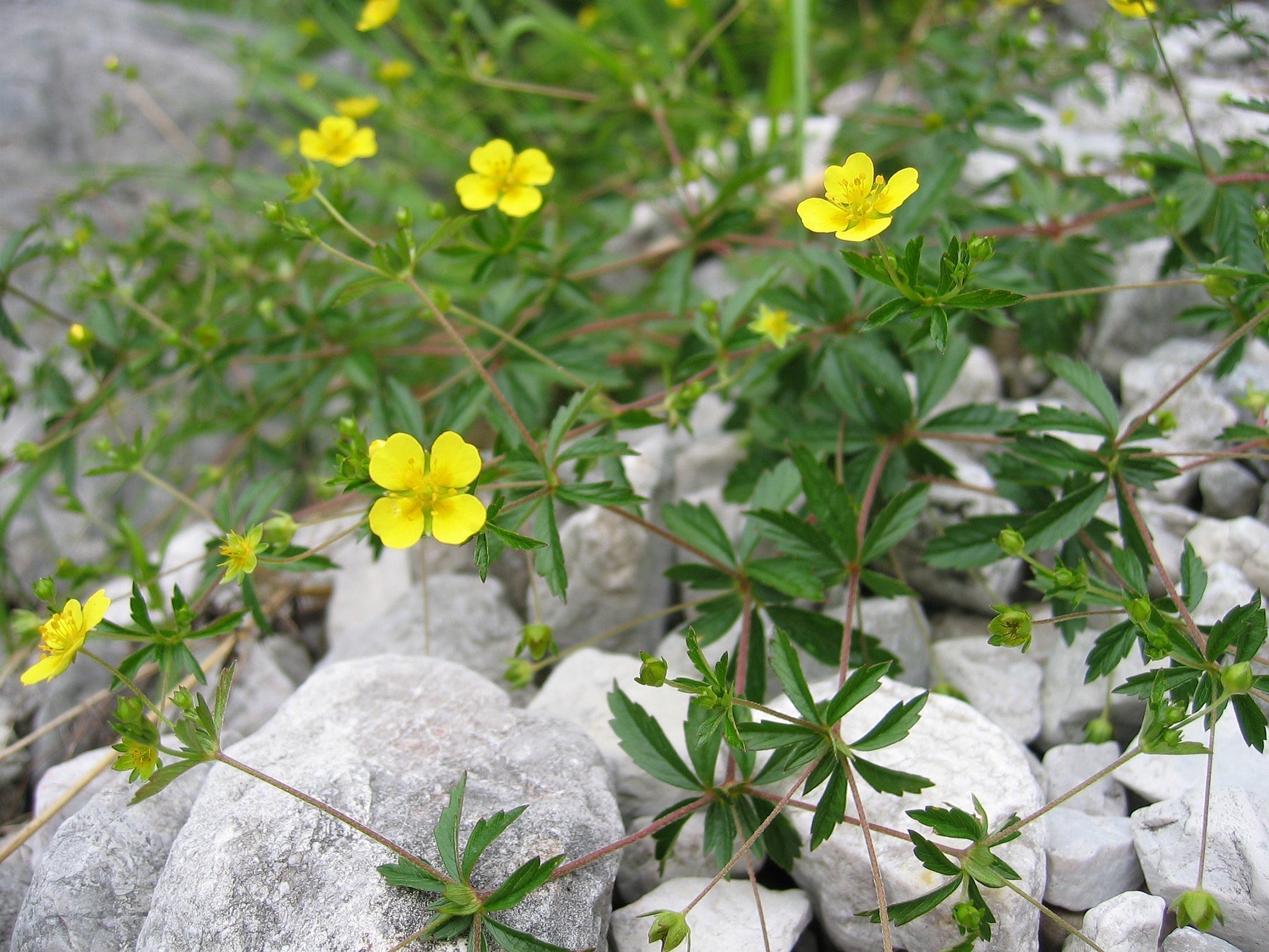 PMC: Cinquefoil