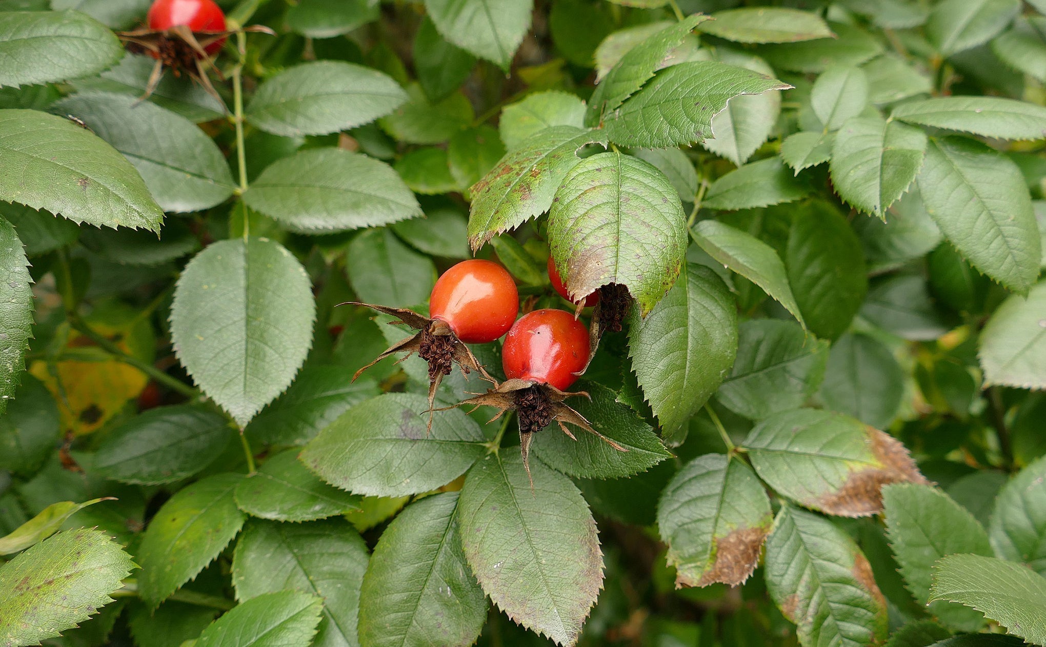 PMC: Rose Hips