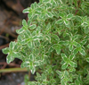 Thyme (the tiniest warrior) and Immune Boosting herbs in light of the Coronavirus