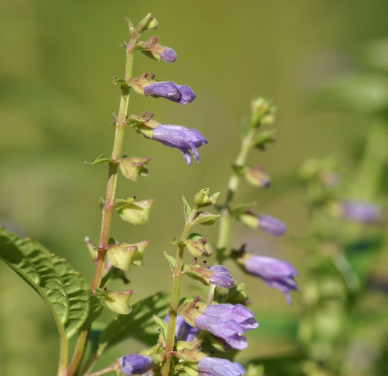 Skullcap can help you recover from long-term stress