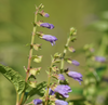 Skullcap can help you recover from long-term stress